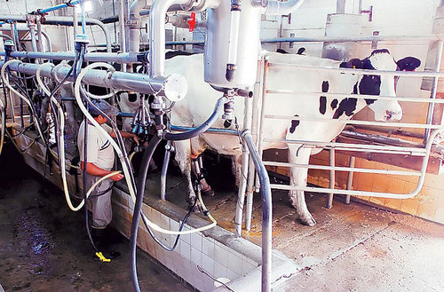 Resultado de imagen de Las vacas separadas de sus pequeÃ±os en cada parto, la industria lÃ¡ctea las convierte en mÃ¡quinas de producir leche